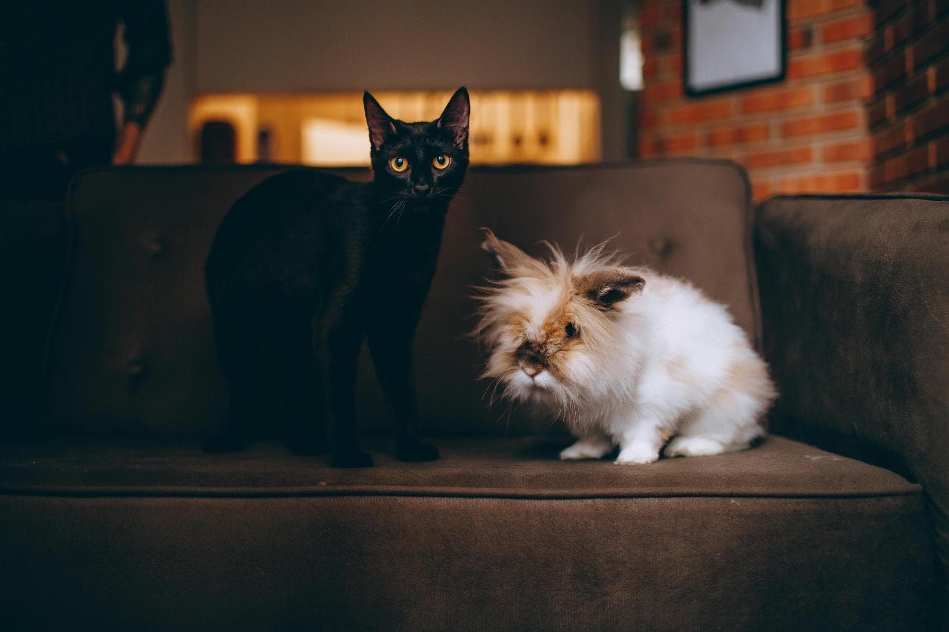 Dog & Cat Vets in Olive Branch